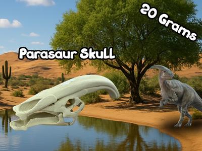 Parasaur Skull
