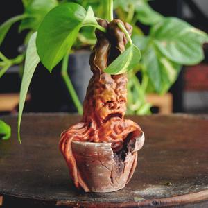Mandrake Plant – Harry Potter