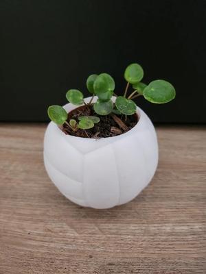 Volleyball Planter – Sporty Plant Pot for 6 cm Inner Pots