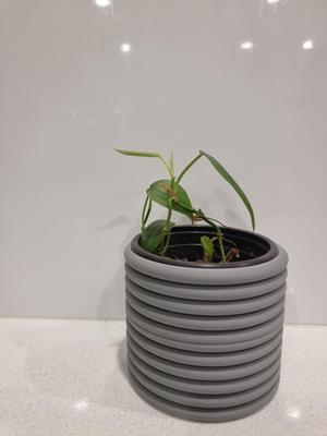 Spiral Eden planter Mini