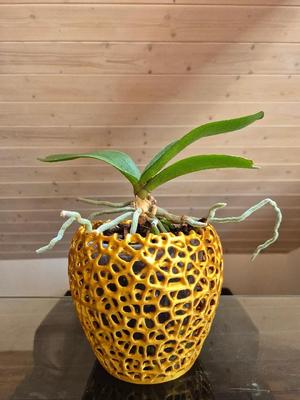 Orchid Voronoi Pot