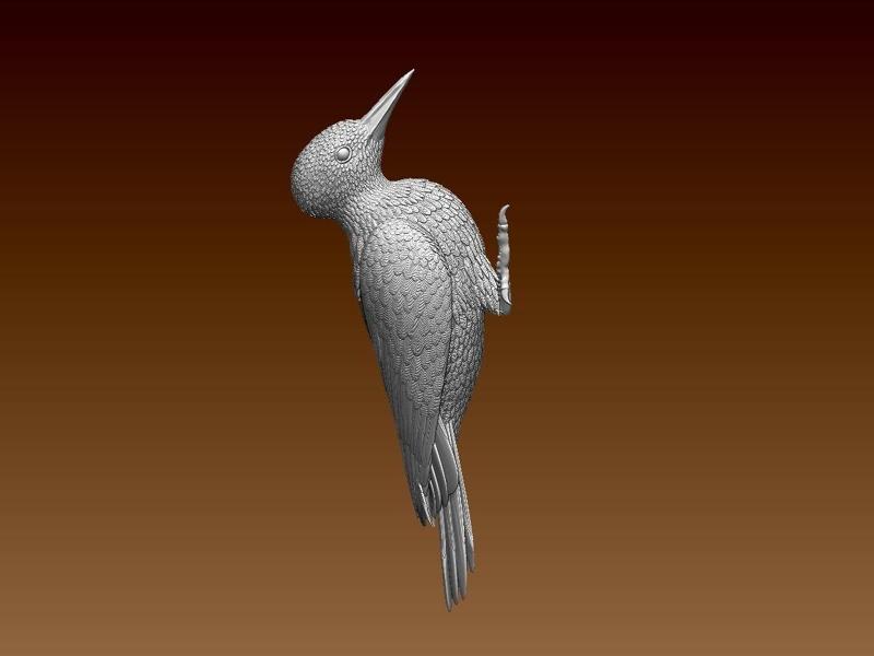 woodpecker
