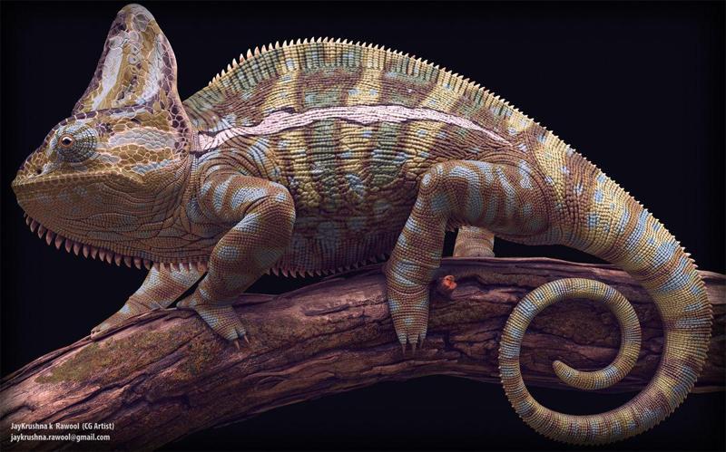 Chameleon – reptile