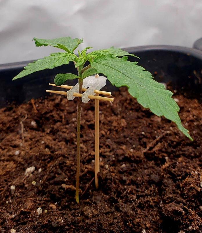 Plant Support / Pflanzen Stütze
