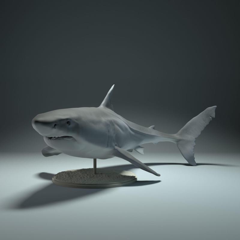 Great White Shark