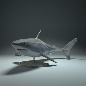Great White Shark