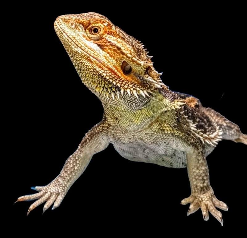 Draco the Dragon