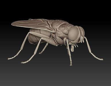 fly flies