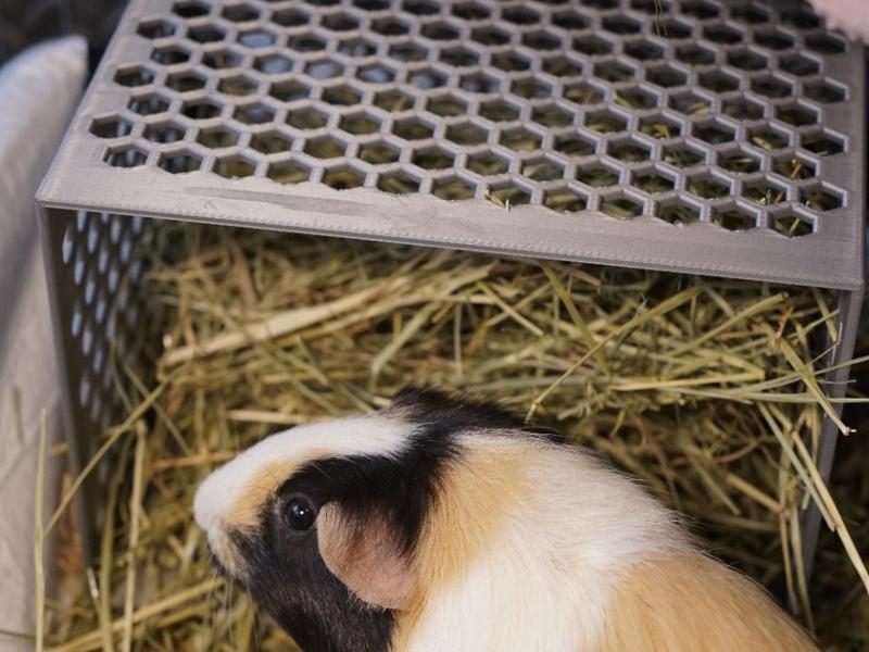 Guinea Pig/Rabbit Hay Feeder