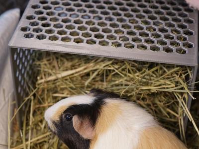 Guinea Pig/Rabbit Hay Feeder