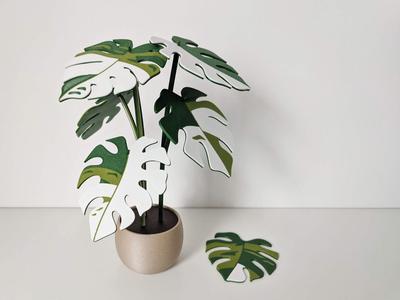 Monstera variegata plant with 6 leaf coasters