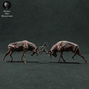 Red Deer Stags Fight