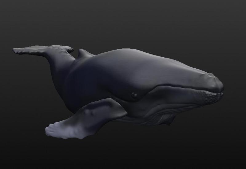 Humpback Whale