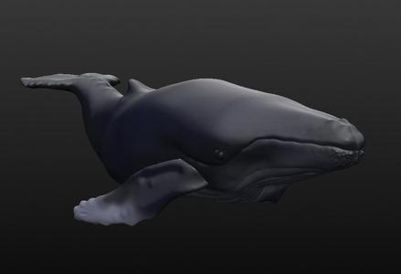 Humpback Whale