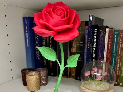 Rose