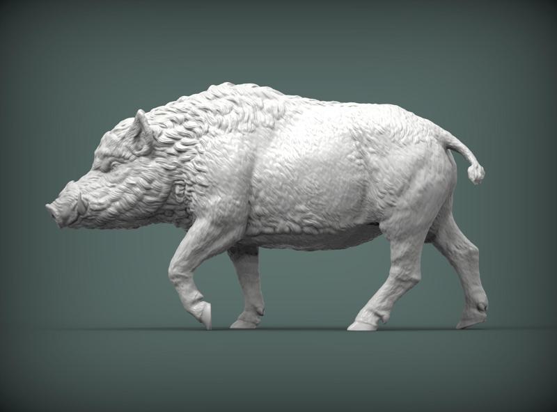 A wild boar
