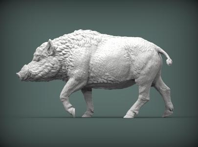 A wild boar