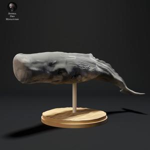 Sperm Whale