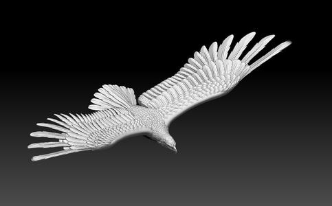 eagle in flight