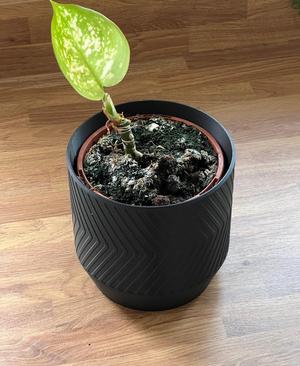 Plant Pot with internal raised drip tray