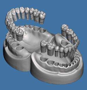 Dental models  Natural teeth typodont maxillary and mandibular 3D Model Collection