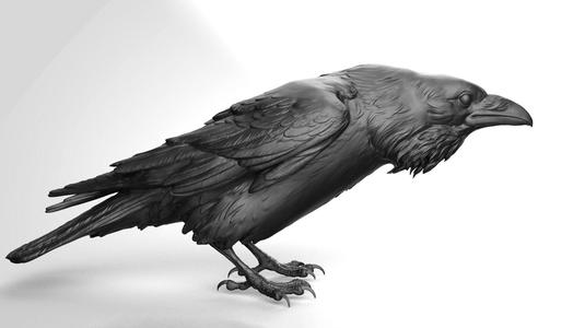 Crow – 3D Sculpting – High Poly