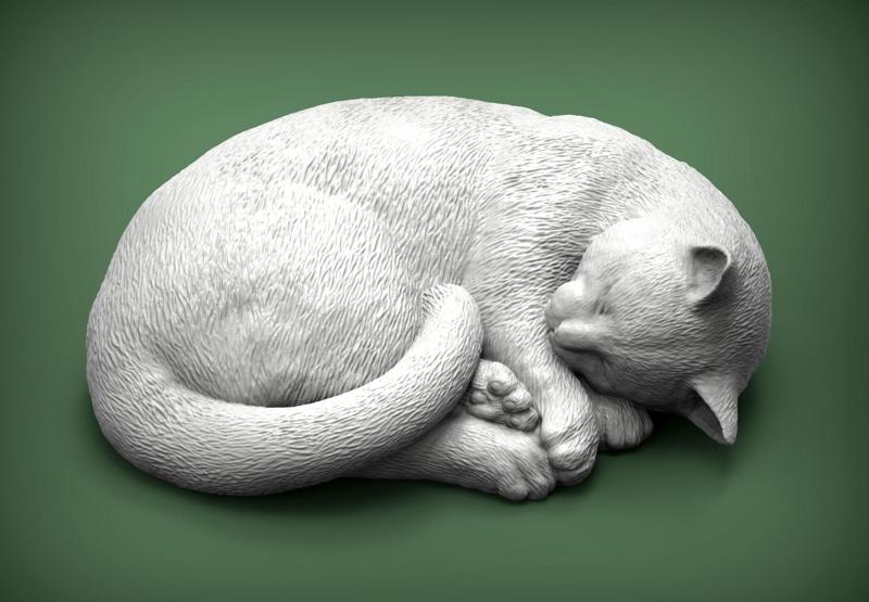 sleeping cat