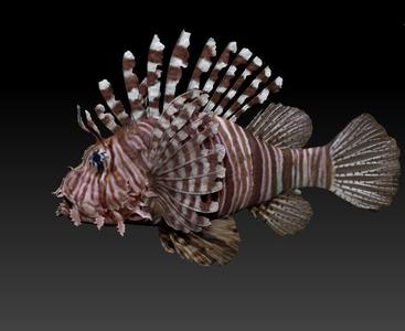 Lionfish fish