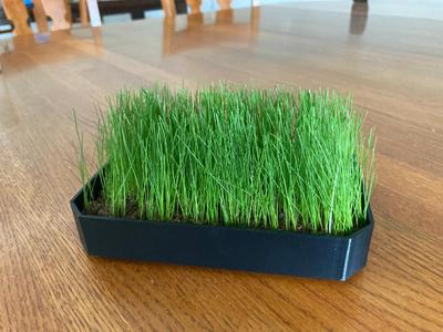 shallow rectangle pot