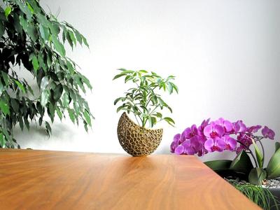 A burgeoning capsule Planter