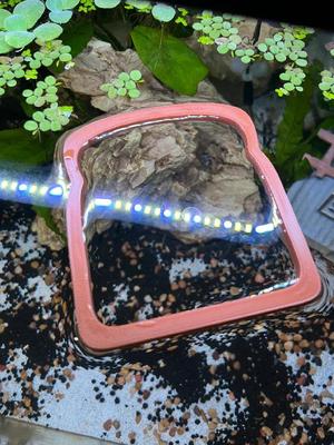 Bread fishportal/feeding ring or portal.   