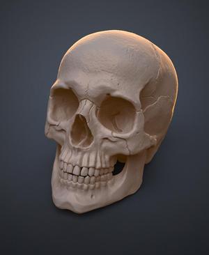 Anatomically Correct Human Skull (Homo Sapiens Sapiens)