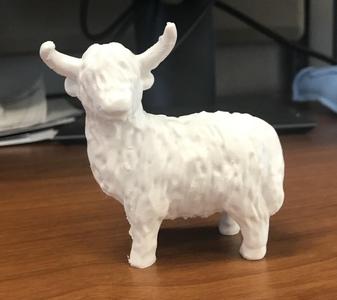 Highland Cow