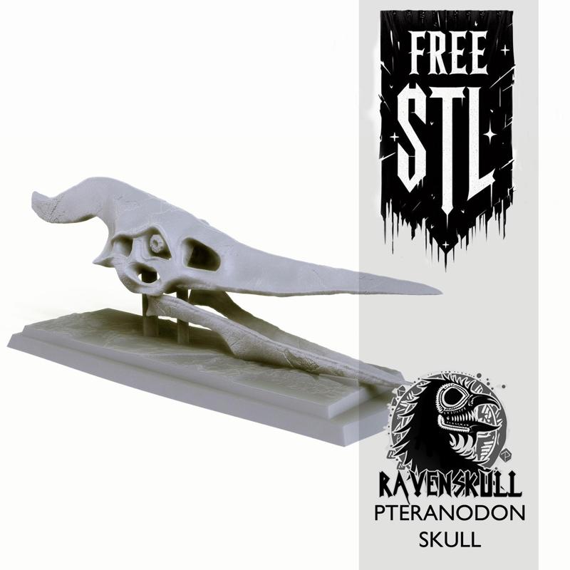 Pteranodon Skull