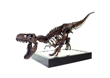 T-Rex Skeleton – Leo Burton Mount
