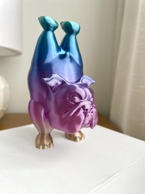 English Bulldog Yoga Pose 1