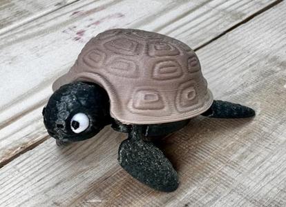 Baby Turtle
