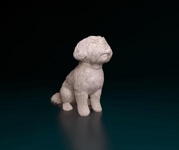 Maltese dog