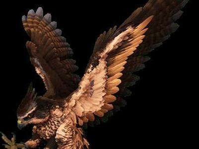 Ark Fjordhawk