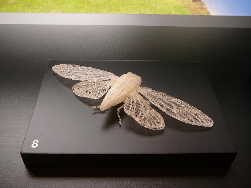 Cicada