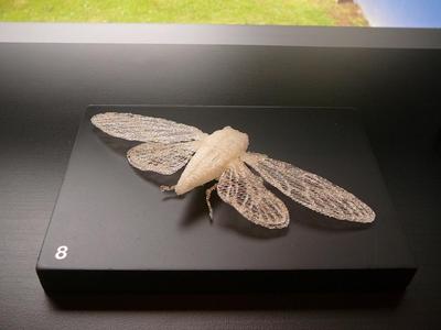 Cicada