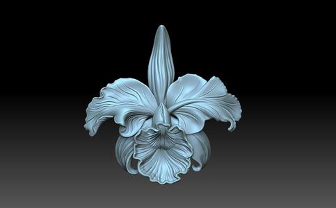 Flower orchid
