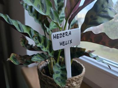 Plant tag for naming plants