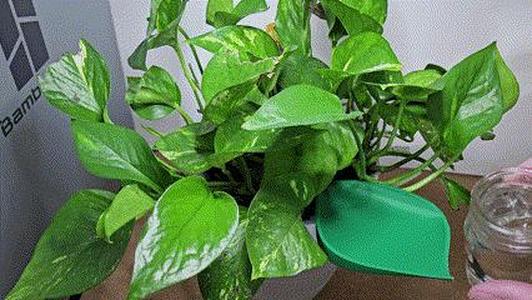 Leaf Shaped Plant Watering Funnel