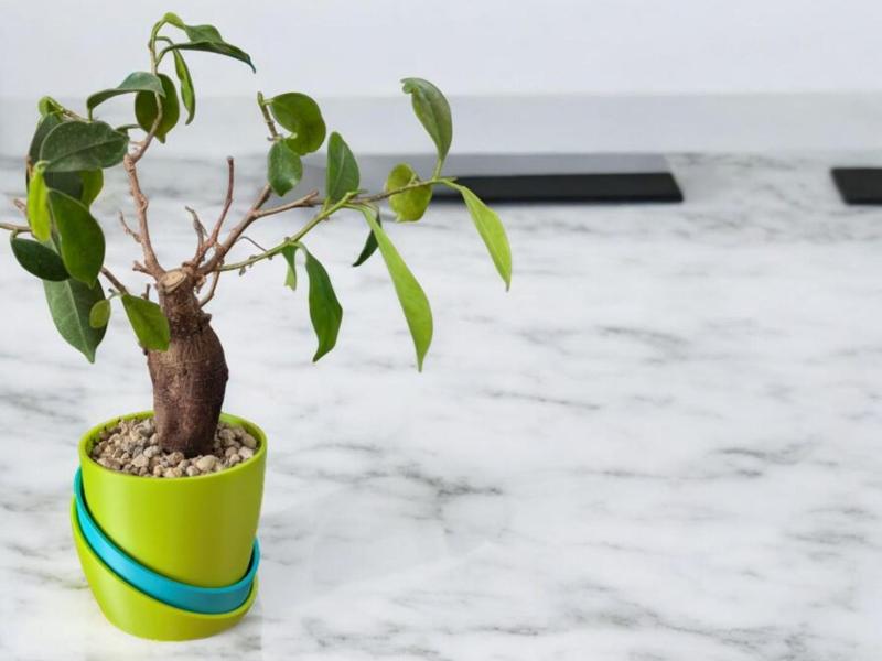 flower pot