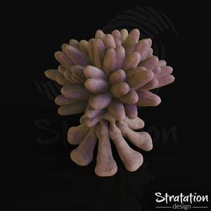 Anemone – V1