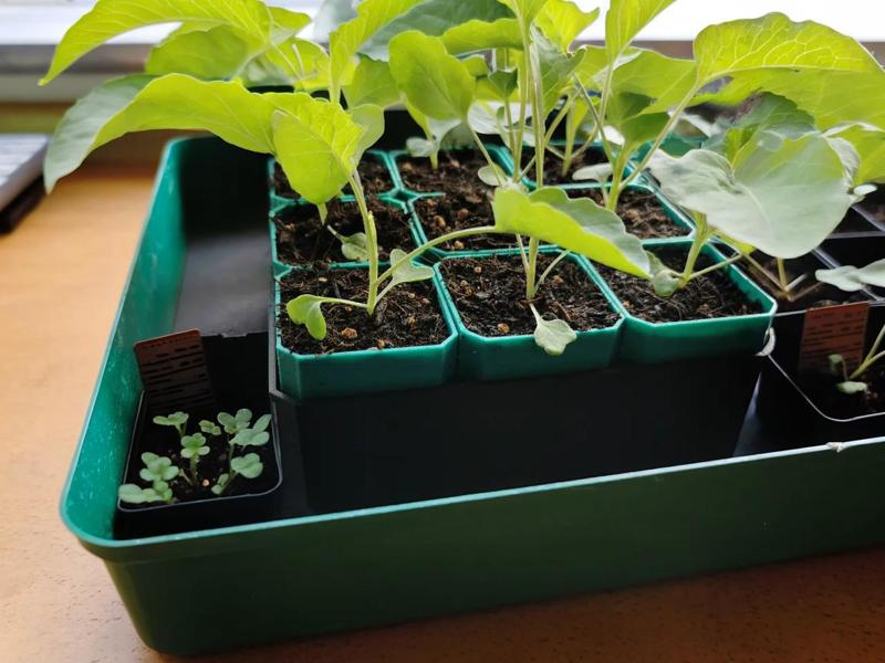 Small Self-Watering Seed Starter