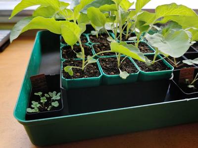 Small Self-Watering Seed Starter