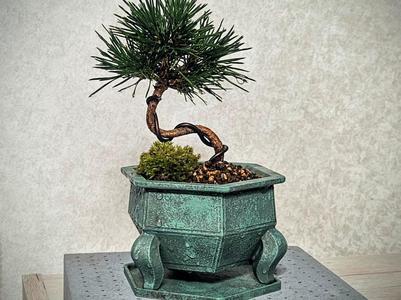 Bonsai-style pot