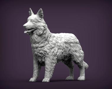 Border Collie